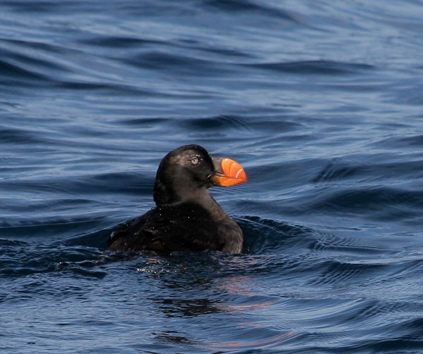 Tufted Puffin